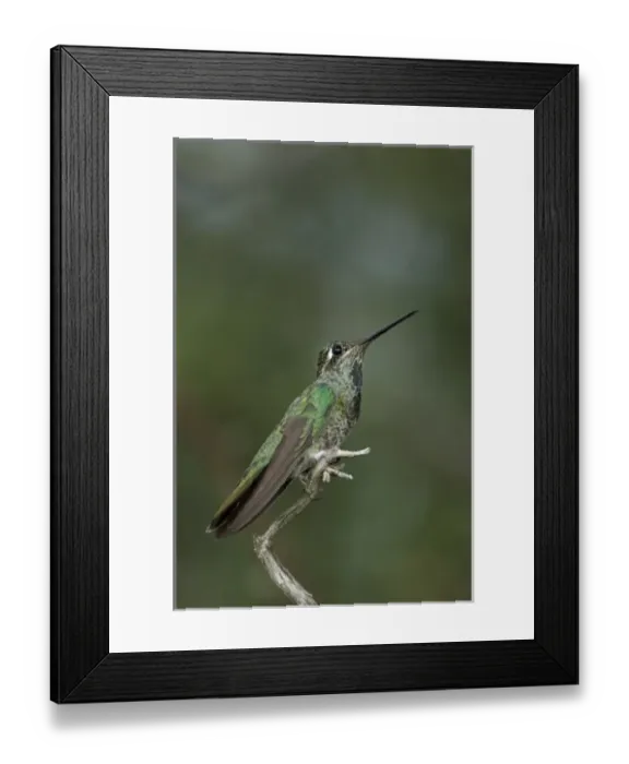 Framed Print : Young Male Magnificent Hummingbird, Paradise, Chiricahua Mountains, Arizona, USA Framed Print : Young Male Magnificent Hummingbird, Paradise, Chiricahua Mountains, Arizona, USA