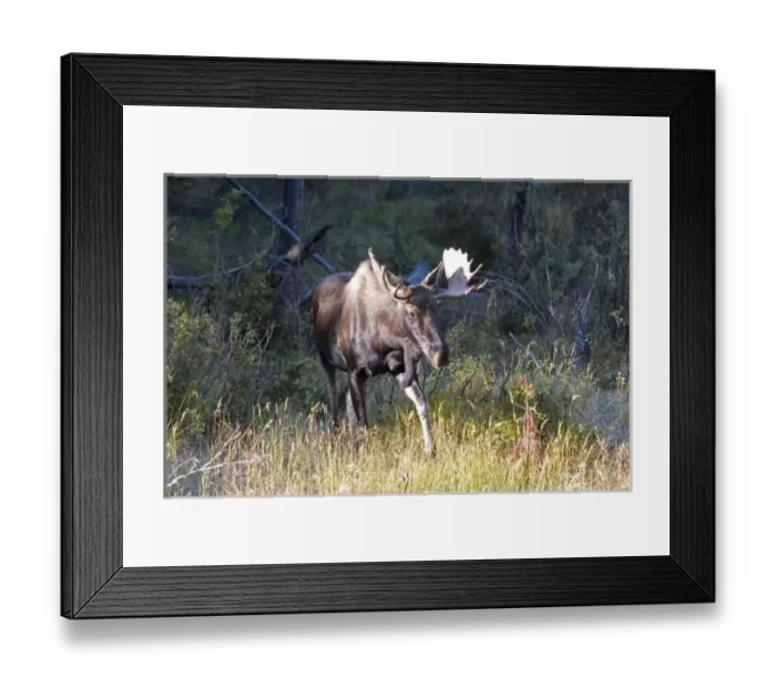 Framed Print : USA, North America, Colorado Framed Print : USA, North America, Colorado
