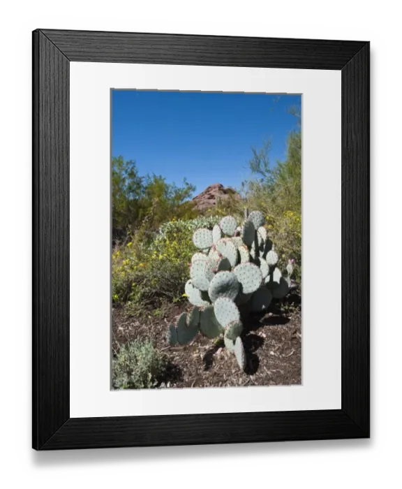 Framed Print : Phoenix, Arizona. Cactus at the Desert Botanical Garden Framed Print : Phoenix, Arizona. Cactus at the Desert Botanical Garden