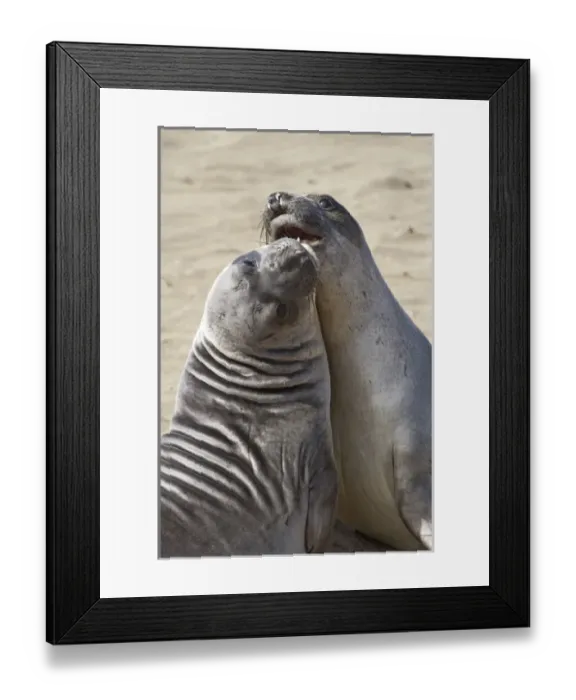 Framed Print : Elephant seals spar at the Piedras Blancas Elephant Seal Rookery near Cambria, California