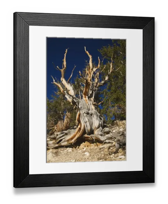 Framed Print : USA, North America, California Framed Print : USA, North America, California