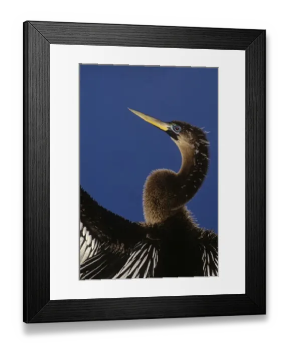 Framed Print : USA, North America, Florida Framed Print : USA, North America, Florida