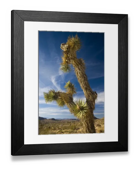 Framed Print : USA, California, Joshua Tree National Park. Joshua Tree, Yucca brevifolia, in Hidden Valley Framed Print : USA, California, Joshua Tree National Park. Joshua Tree, Yucca brevifolia, in Hidden Valley
