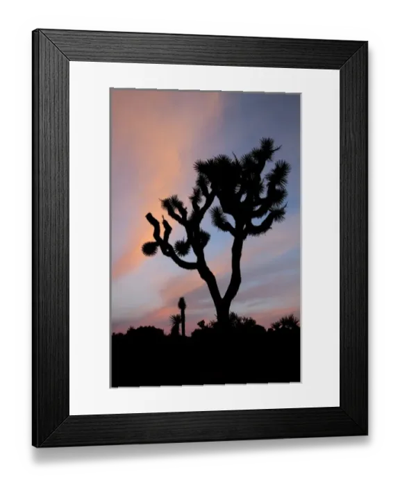 Framed Print : Joshua Tree NP, Joshua tree at sunrise Framed Print : Joshua Tree NP, Joshua tree at sunrise
