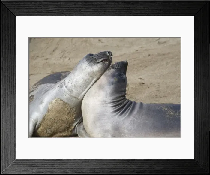 Framed Print : USA, North America, California Framed Print : USA, North America, California