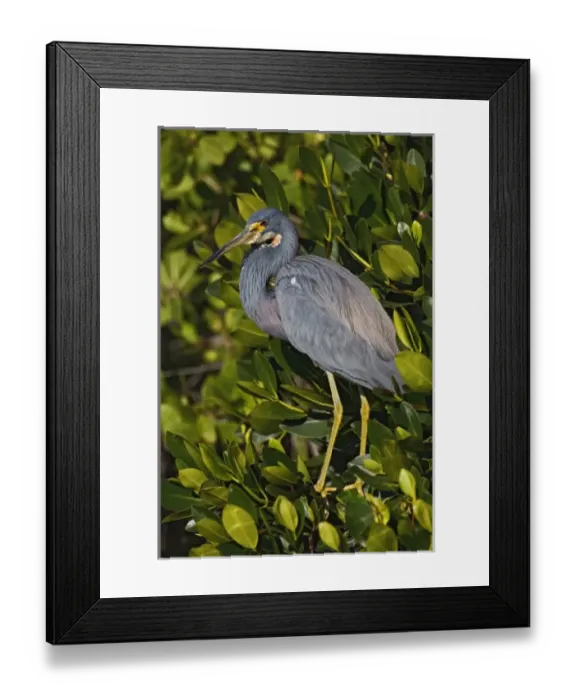 Framed Print : Tricolored Heron in red mangrove, J. N. Ding Darling National Wildlife Refuge, Sanibel Island Framed Print : Tricolored Heron in red mangrove, J. N. Ding Darling National Wildlife Refuge, Sanibel Island