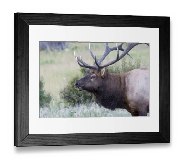 Framed Print : North America - USA - Colorado - Rocky Mountain National Park. Wapiti (American elk) Framed Print : North America - USA - Colorado - Rocky Mountain National Park. Wapiti (American elk)