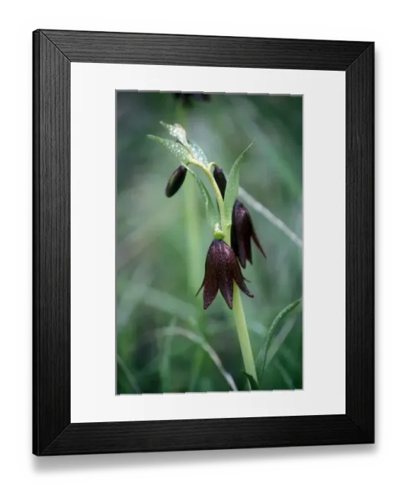 Framed Print : Chocolate Lily in Santa Rosa Plateau Nature Conservancy, CA Framed Print : Chocolate Lily in Santa Rosa Plateau Nature Conservancy, CA