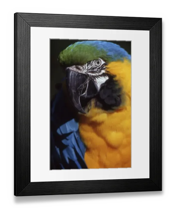 Framed Print : Julio the Blue and Yellow Macaw (Ara ararauna); born and raised at the Sacramento Zoo