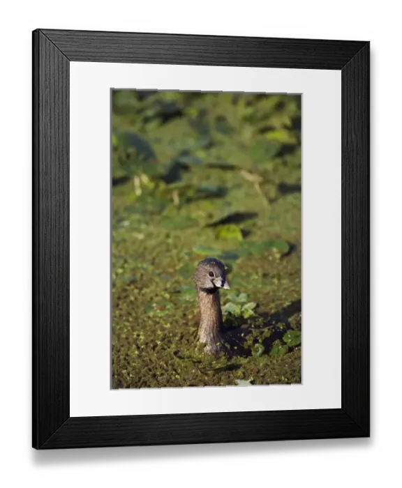 Framed Print : USA, North America, Florida Framed Print : USA, North America, Florida