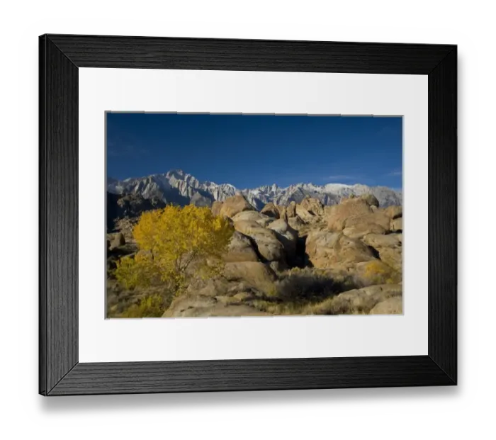 Framed Print : Fall Color on Cottonwoods with backdrop of the Eastern Sierra Mountains = Alabama Framed Print : Fall Color on Cottonwoods with backdrop of the Eastern Sierra Mountains = Alabama