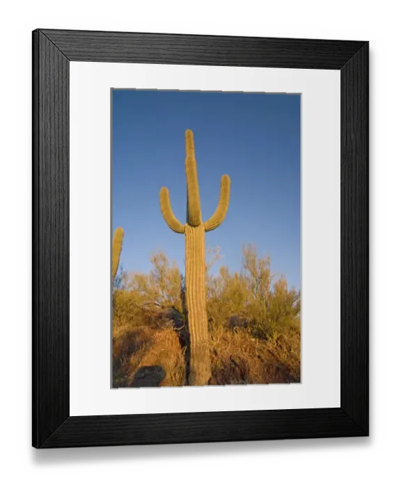 Framed Print : Saguaro cactus, Carnegiea gigantea, at sunset, Signal Hill trail, Saguaro National Park (west) Framed Print : Saguaro cactus, Carnegiea gigantea, at sunset, Signal Hill trail, Saguaro National Park (west)