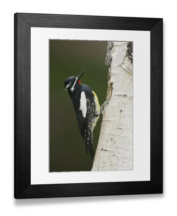Framed Print : Williamsons Sapsucker, Sphyrapicus thyroideus, adult male at nesting cavity in aspen tree