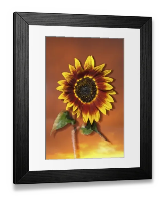 Framed Print : USA, California, San Diego, Hybrid sunflower blowing in the wind at sunset Framed Print : USA, California, San Diego, Hybrid sunflower blowing in the wind at sunset