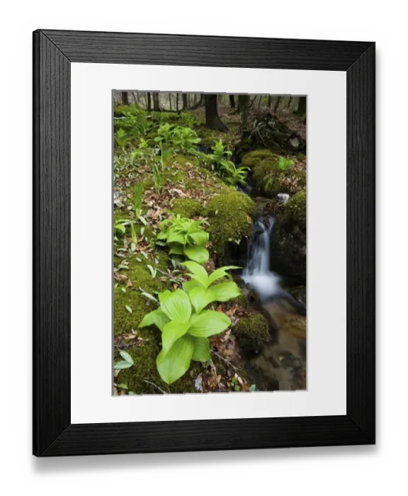 Framed Print : USA, North America, Connecticut Framed Print : USA, North America, Connecticut