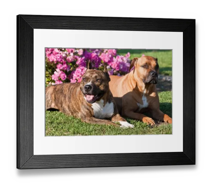 Framed Print : USA, North America, California