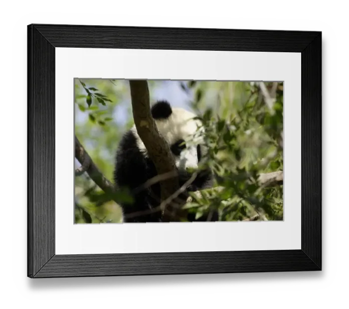 Framed Print : USA, North America, California Framed Print : USA, North America, California