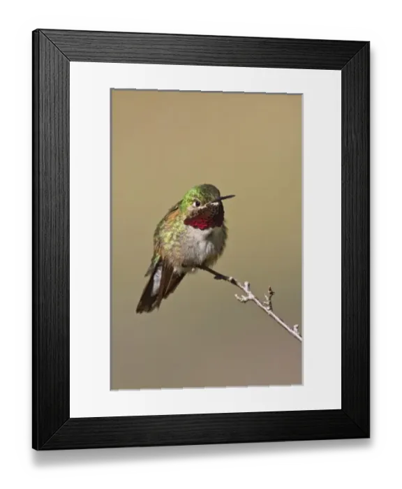 Framed Print : USA, North America, Colorado Framed Print : USA, North America, Colorado