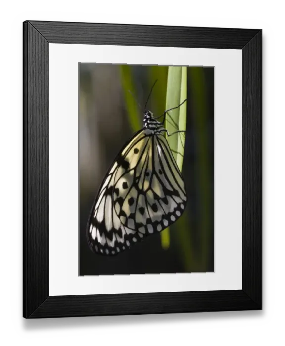 Framed Print : USA, Florida. Butterfly World. Rice Paper Butterfly