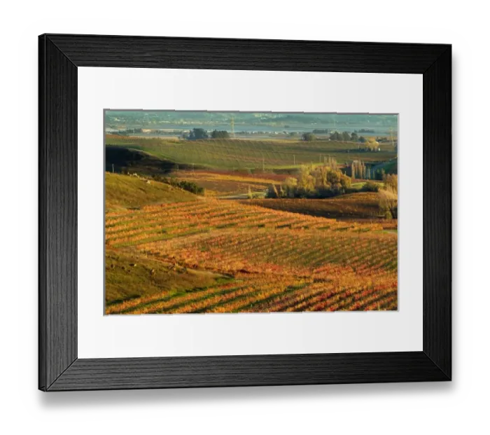 Framed Print : Vineyard view from Artesa Winery in Carneros area of Napa Valley, California with Framed Print : Vineyard view from Artesa Winery in Carneros area of Napa Valley, California with