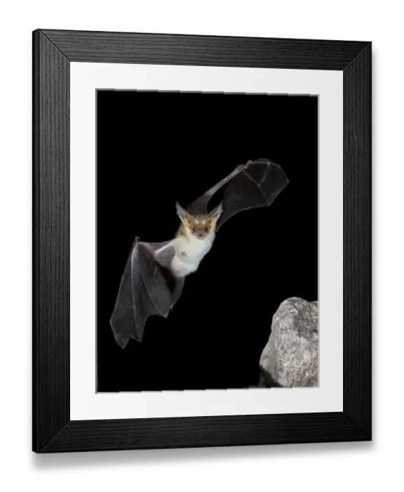 Framed Print : Arizona, USA, Pallid Bat, Antrozous pallidus. In flight, searching for ground-dwelling Framed Print : Arizona, USA, Pallid Bat, Antrozous pallidus. In flight, searching for ground-dwelling
