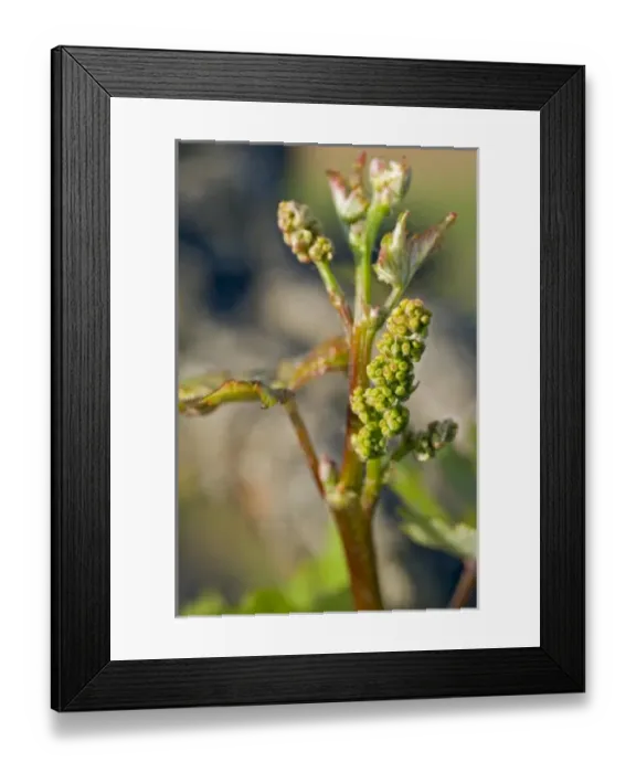 Framed Print : USA, North America, California Framed Print : USA, North America, California