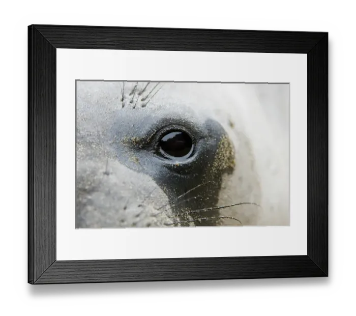 Framed Print : Northern elephant seal, Mirounga angustirostris, San Simeon State Park, California