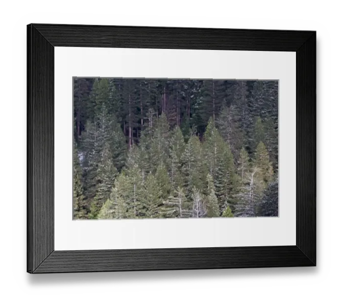 Framed Print : Snowy treetops highlighted by fleeting sunlight in Yosemite valley - Yosemite National Park Framed Print : Snowy treetops highlighted by fleeting sunlight in Yosemite valley - Yosemite National Park