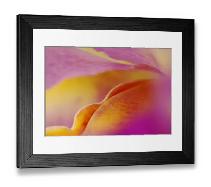 Framed Print : North America, USA, Florida, Tropical orchid close-up, curves and color Framed Print : North America, USA, Florida, Tropical orchid close-up, curves and color