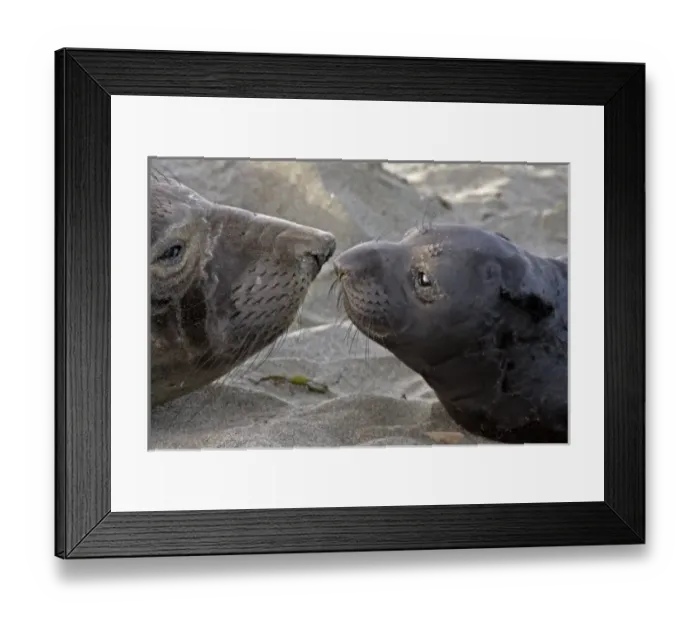 Framed Print : USA, California, Piedras Blancas. Northern elephant seal mother and pup greeting Framed Print : USA, California, Piedras Blancas. Northern elephant seal mother and pup greeting