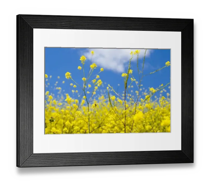 Framed Print : USA, North America, California Framed Print : USA, North America, California