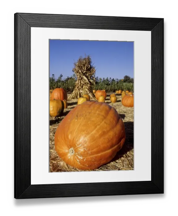 Framed Print : California: Santa Ynez Valley, Solvang farm stand with pumpkins and hay stack, October PR Framed Print : California: Santa Ynez Valley, Solvang farm stand with pumpkins and hay stack, October PR