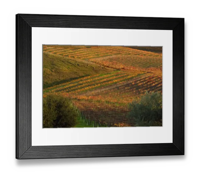 Framed Print : Red and Yellow fall colors zig zag through the Carneros AVA below Artesa Winery in Framed Print : Red and Yellow fall colors zig zag through the Carneros AVA below Artesa Winery in