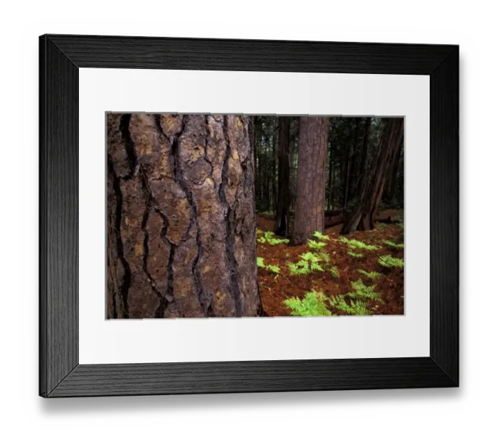 Framed Print : North America, USA, California, Yosemite National Park. Pine forest and firs Framed Print : North America, USA, California, Yosemite National Park. Pine forest and firs