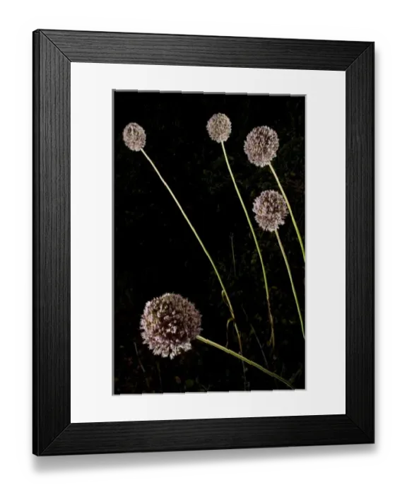 Framed Print : Elephant garlic, Allium ampeloprasum, northern California Framed Print : Elephant garlic, Allium ampeloprasum, northern California