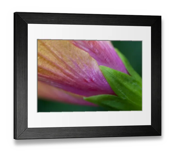 Framed Print : Hibiscus petal, sepal and calyx detail - Maui, Hawaii Framed Print : Hibiscus petal, sepal and calyx detail - Maui, Hawaii