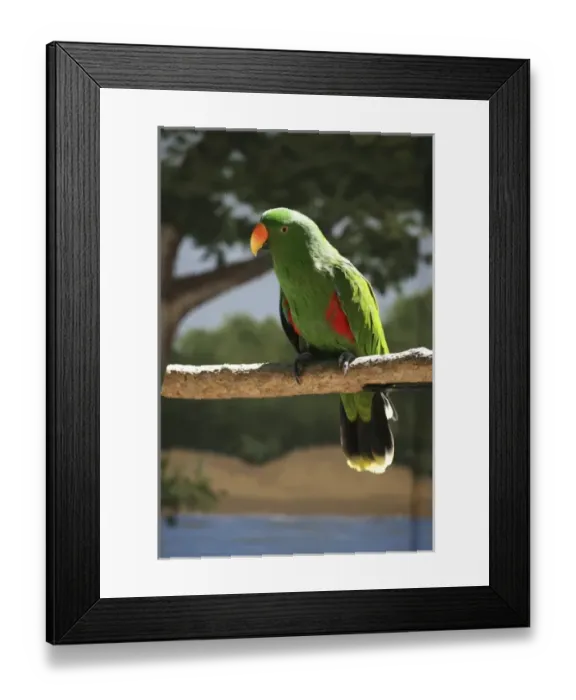 Framed Print : Male Ecletius Parrot (Eclectus roratus) at the Sacramento Zoo, Sacramento, CA, USA