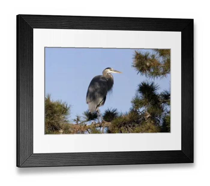 Framed Print : USA - California - San Diego County - Great Blue Heron sitting on tree branch Framed Print : USA - California - San Diego County - Great Blue Heron sitting on tree branch
