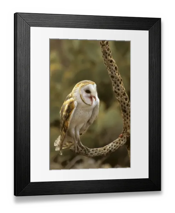 Framed Print : USA, North America, Arizona Framed Print : USA, North America, Arizona