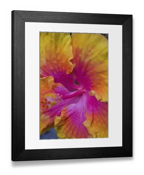 Framed Print : San Francisco, Californias Golden Gate Park and the Conservatory of Flowers Framed Print : San Francisco, Californias Golden Gate Park and the Conservatory of Flowers
