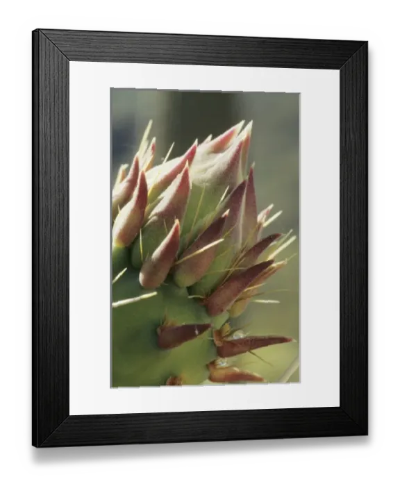 Framed Print : USA, North America, Arizona Framed Print : USA, North America, Arizona