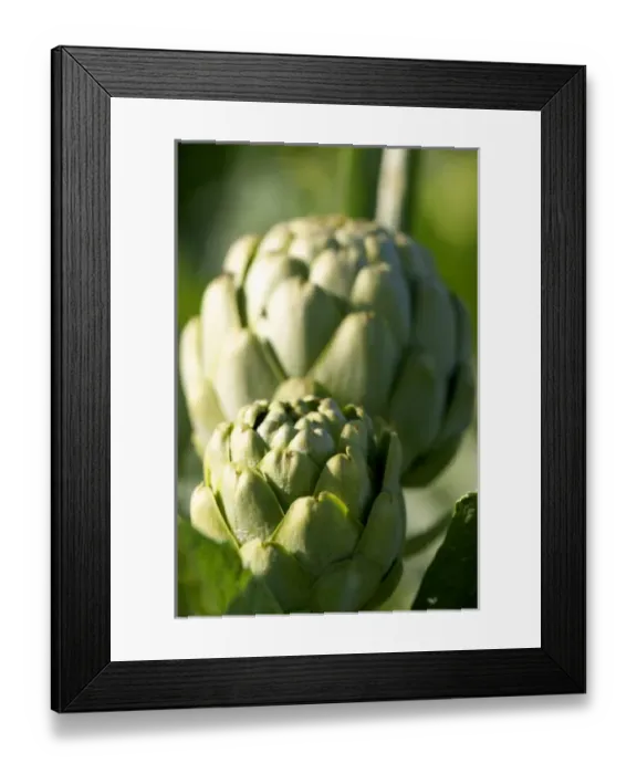 Framed Print : USA, North America, California