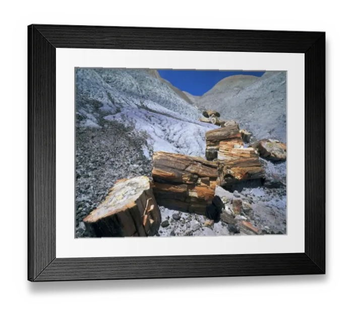 Framed Print : Petrified Forest National Park, Arizona. USA. Petrified wood (fossil tree trunk) Framed Print : Petrified Forest National Park, Arizona. USA. Petrified wood (fossil tree trunk)