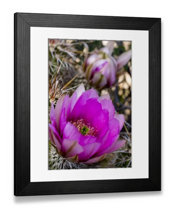 Framed Print : Strawberry Hedgehog Flower, Enchinocereus engelmannii, Sonoran Desert, High Desert Park