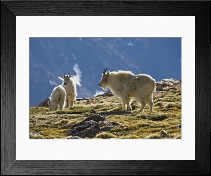 Framed Print : USA, Colorado, Rocky Mountains, Mount Evans, Mountain Goat (Oreamnos americanus) adult and young Framed Print : USA, Colorado, Rocky Mountains, Mount Evans, Mountain Goat (Oreamnos americanus) adult and young