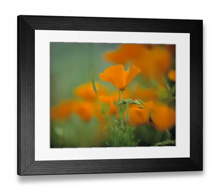 Framed Print : USA, California, Redwood NP. California poppies cover the hillside in Redwood NP Framed Print : USA, California, Redwood NP. California poppies cover the hillside in Redwood NP
