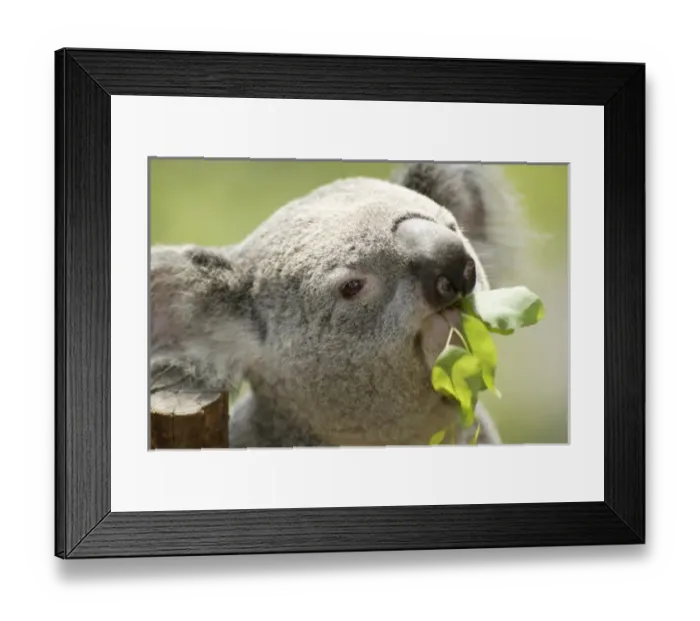 Framed Print : USA, North America, California