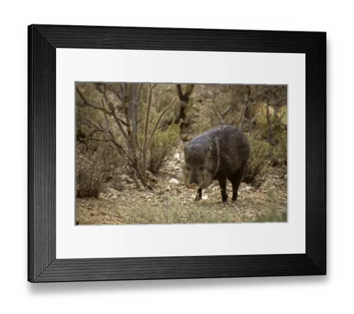 Framed Print : USA, North America, Arizona Framed Print : USA, North America, Arizona