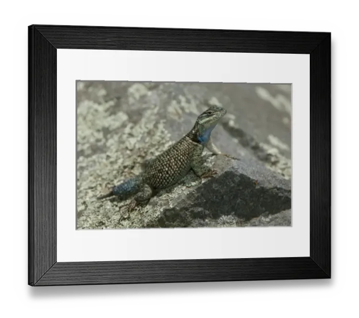 Framed Print : Adult Mountain Spiny Lizard, Madera Canyon, Arizona, USA Framed Print : Adult Mountain Spiny Lizard, Madera Canyon, Arizona, USA