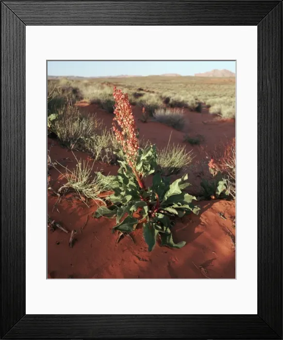 Framed Print : USA, Arizona, Page. Canaigre Dock plant (Rumex hymenosepalus) in northwest Arizona desert near Page Framed Print : USA, Arizona, Page. Canaigre Dock plant (Rumex hymenosepalus) in northwest Arizona desert near Page